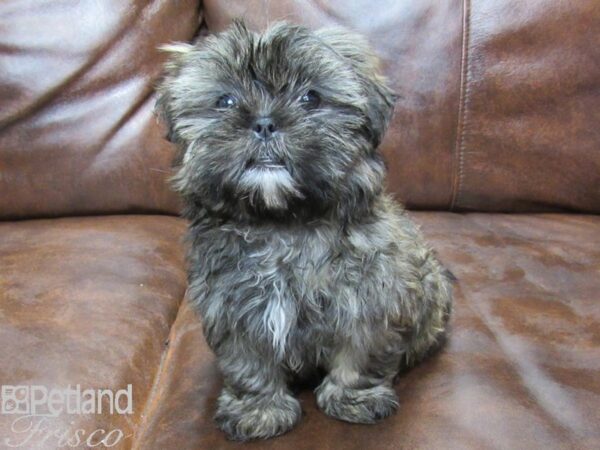 Malshi DOG Male Grizzle 25295 Petland Frisco, Texas