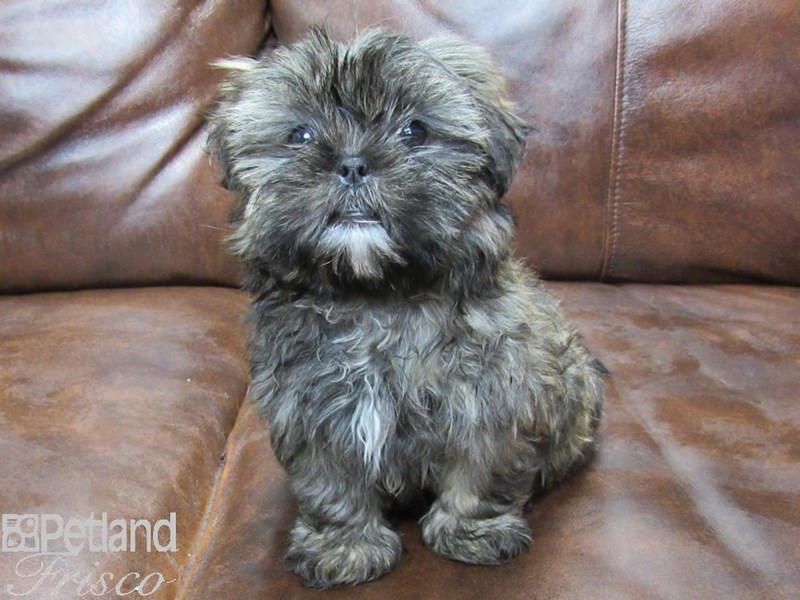 Malshi Dog Male Grizzle 25295