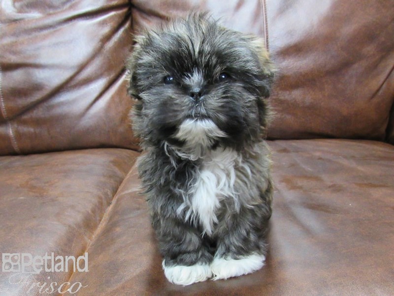 Malshi Dog Female Grizzle 25296