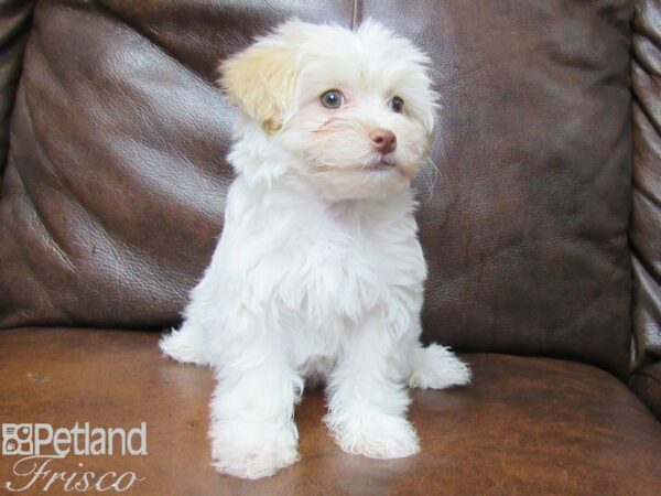 Maltipoo-DOG-Female-Cream-25297-Petland Frisco & Mckinney, Texas