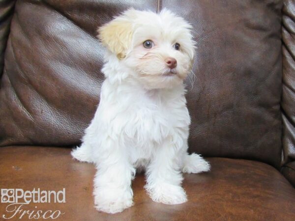 Maltipoo DOG Female Cream 25297 Petland Frisco, Texas