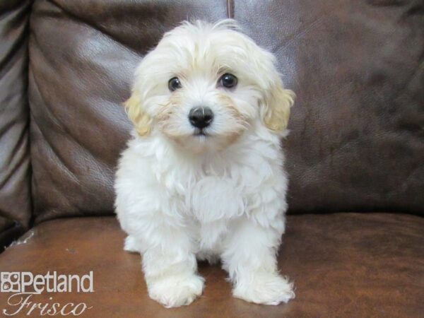 Maltipoo DOG Male Cream 25298 Petland Frisco, Texas