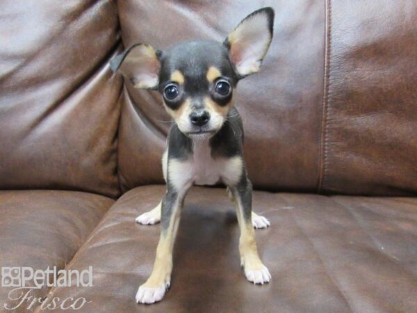 Taco Terrier DOG Male 25299 Petland Frisco, Texas