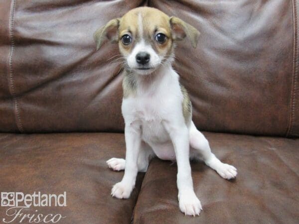 Taco Terrier-DOG-Female--25300-Petland Frisco, Texas
