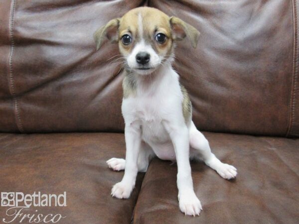 Taco Terrier DOG Female 25300 Petland Frisco, Texas