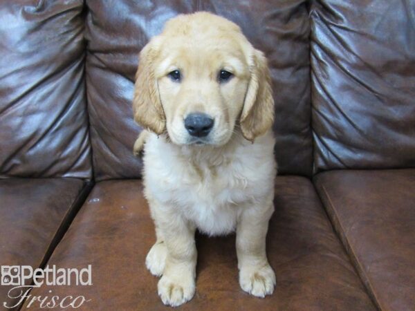 Golden Retriever DOG Male Golden 25303 Petland Frisco, Texas