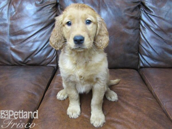 Golden Retriever DOG Female Golden 25304 Petland Frisco, Texas