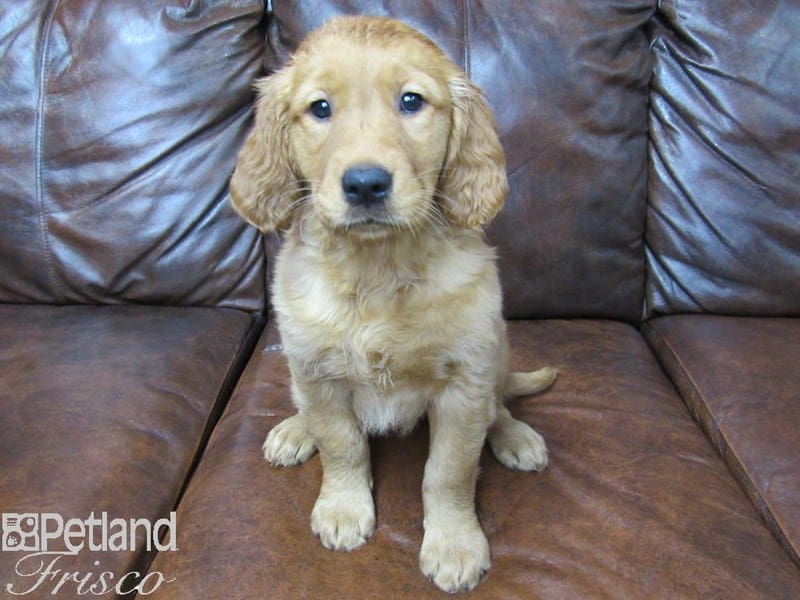 Golden Retriever-DOG-Female-Golden-2686787-Petland Frisco, Texas