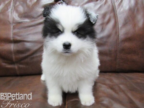 Pomsky DOG Male Panda 25305 Petland Frisco & Mckinney, Texas