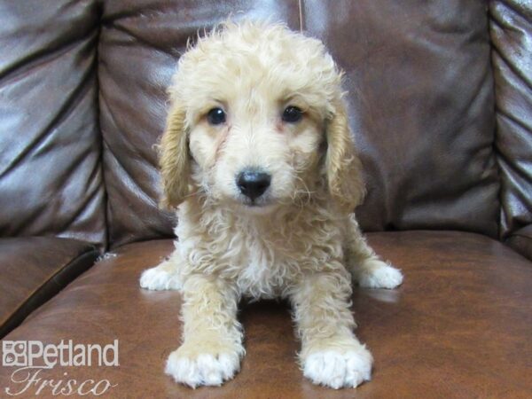 Moyen Goldendoodle DOG Male Cream 25306 Petland Frisco, Texas