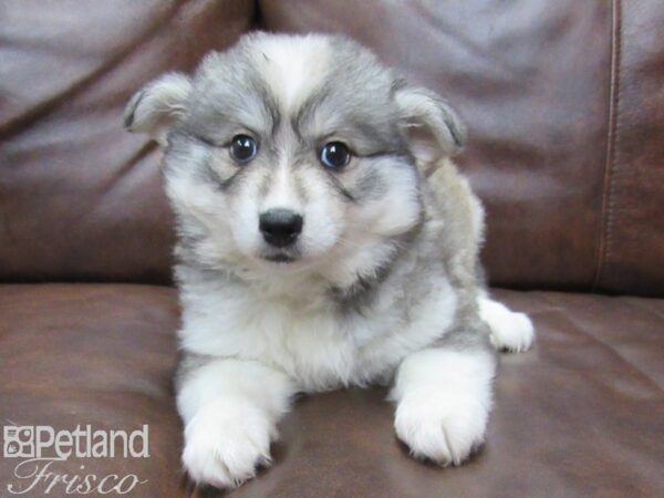 Huskimo DOG Female BLK WHT 25308 Petland Frisco, Texas