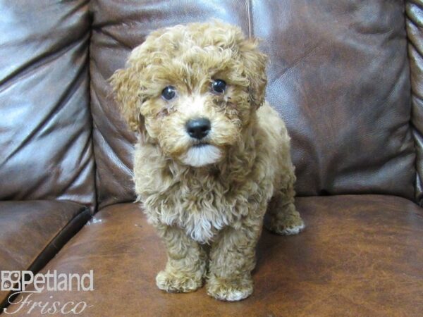 Cava Chon-DOG-Male-RED-25314-Petland Frisco, Texas