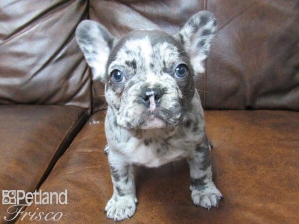 French Bulldog-DOG-Male-BLUE-25307-Petland Frisco, Texas