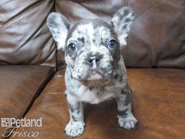 French Bulldog DOG Male BLUE 25307 Petland Frisco, Texas