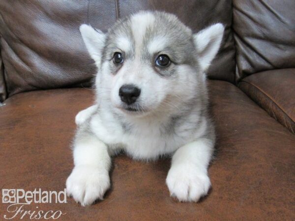 Huskimo DOG Male BLK WHT 25309 Petland Frisco, Texas