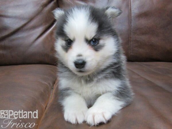 Pomsky DOG Female BLK WHT 25310 Petland Frisco, Texas