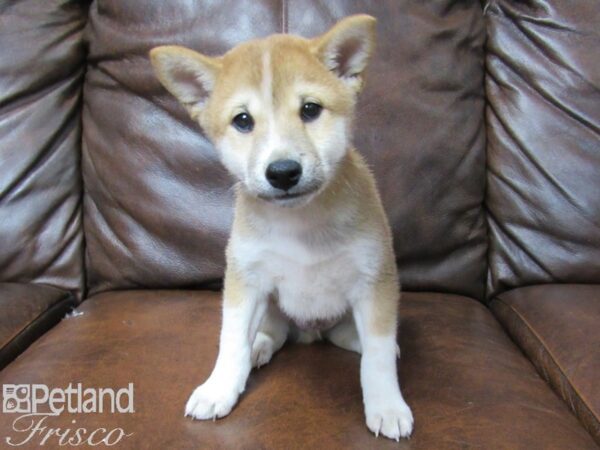 Shiba Inu DOG Male Red 25311 Petland Frisco, Texas