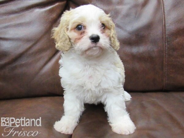 Cava Chon-DOG-Male-BLENHIEM-25313-Petland Frisco, Texas