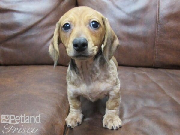 Miniature Dachshund-DOG-Female-RED  DAPPLE-25315-Petland Frisco, Texas