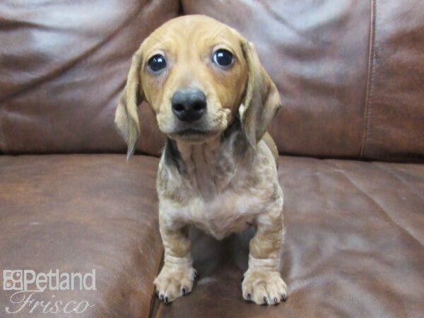 Miniature Dachshund DOG Female RED  DAPPLE 25315 Petland Frisco, Texas