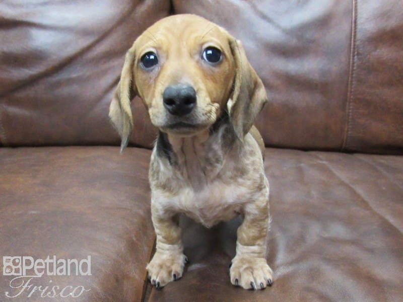 Miniature Dachshund-DOG-Female-RED  DAPPLE-2686750-Petland Frisco, Texas