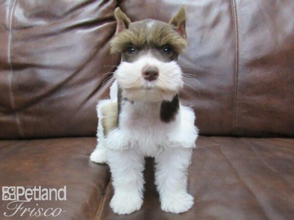 Miniature Schnauzer DOG Female LIVER PARTI 25316 Petland Frisco, Texas