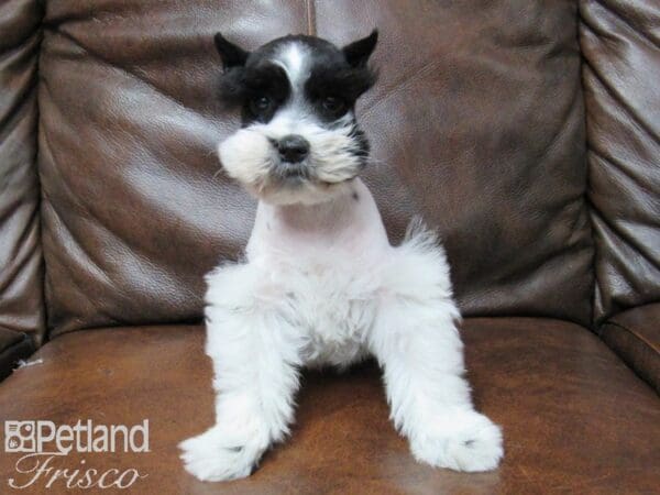 Miniature Schnauzer DOG Female BLK WHITE PARTI 25317 Petland Frisco, Texas