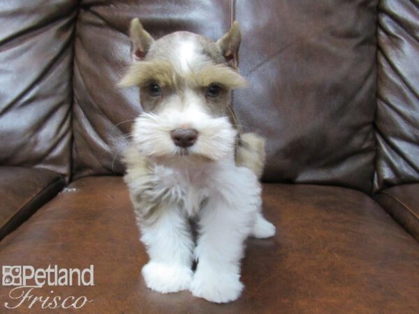 Miniature Schnauzer DOG Male LIVER MERLE 25318 Petland Frisco, Texas