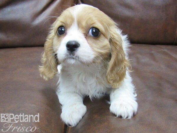 Cavalier King Charles Spaniel DOG Female BLENHIEM 25320 Petland Frisco, Texas