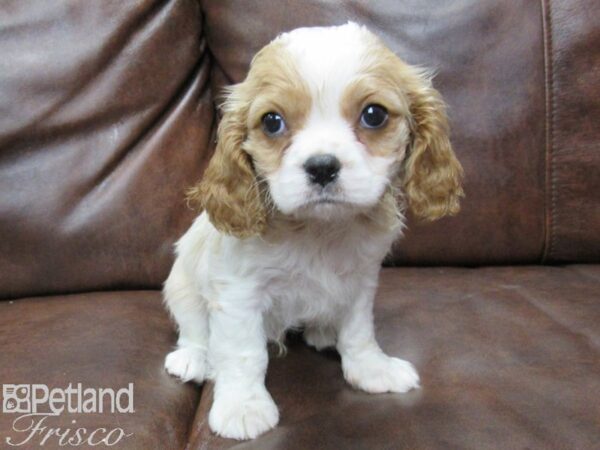 Cavalier King Charles Spaniel DOG Male BLENHIEM 25321 Petland Frisco, Texas