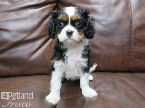 Cavalier King Charles Spaniel DOG Female TRI 25319 Petland Frisco, Texas