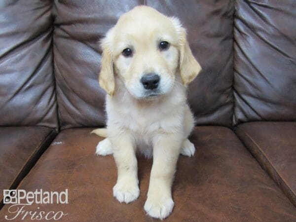 Golden Retriever-DOG-Female-Golden-25328-Petland Frisco, Texas
