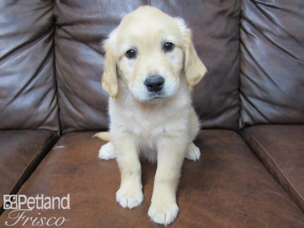 Golden Retriever DOG Female Golden 25328 Petland Frisco, Texas