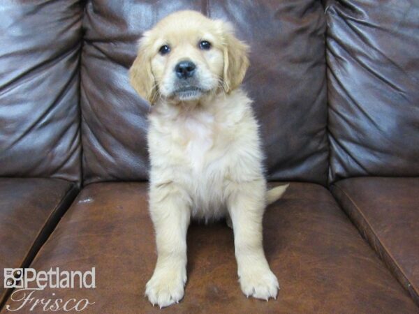 Golden Retriever DOG Female Golden 25327 Petland Frisco, Texas