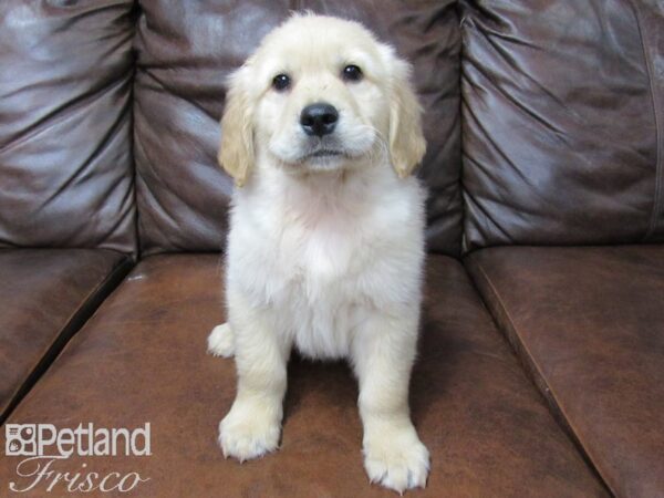 Golden Retriever DOG Male Golden 25326 Petland Frisco, Texas