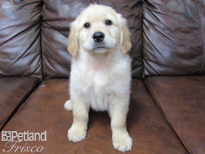 Golden Retriever-DOG-Male-Golden-2691198-Petland Frisco, Texas