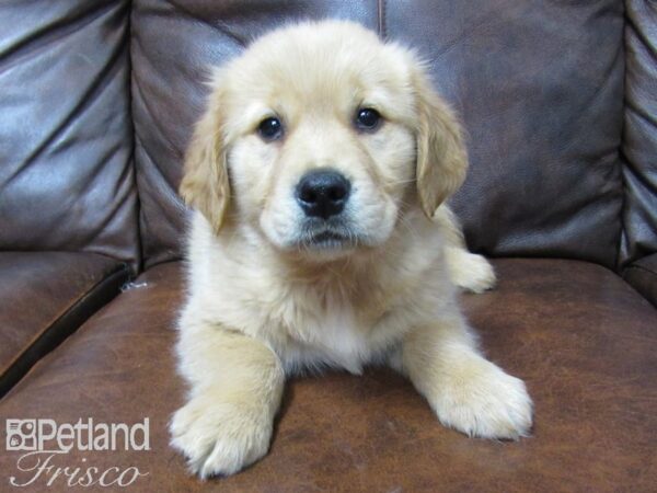 Golden Retriever DOG Male Golden 25325 Petland Frisco, Texas