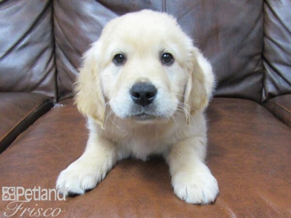 Golden Retriever DOG Male Golden 25324 Petland Frisco, Texas