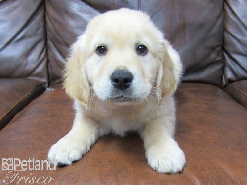 Golden Retriever-DOG-Male-Golden-2691192-Petland Frisco, Texas