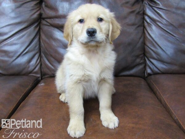 Golden Retriever DOG Male Golden 25323 Petland Frisco, Texas