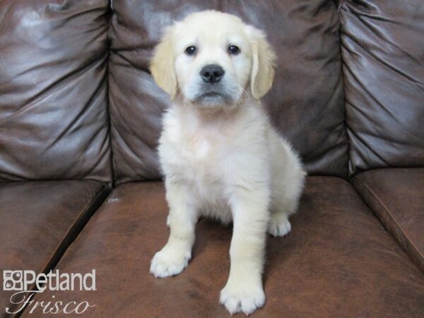 Golden Retriever DOG Male Golden 25322 Petland Frisco, Texas