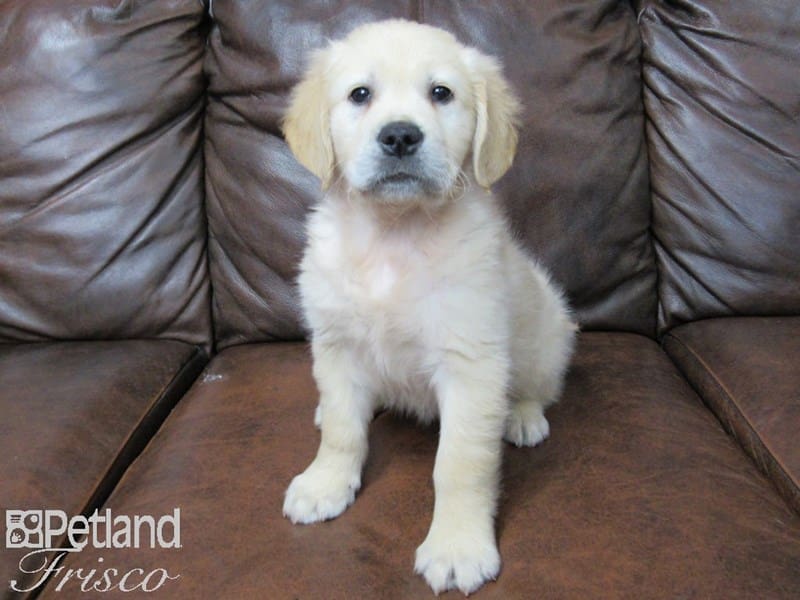 Golden Retriever-DOG-Male-Golden-2691181-Petland Frisco, Texas