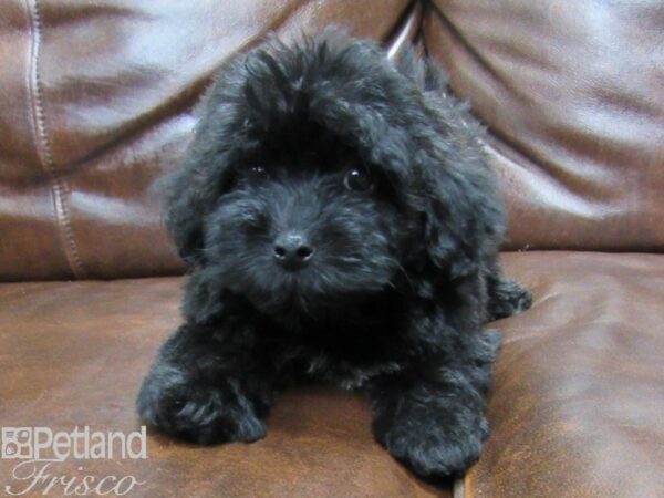 Whoodle DOG Female Black 25365 Petland Frisco, Texas