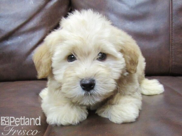 Whoodle DOG Male Apricot 25363 Petland Frisco, Texas