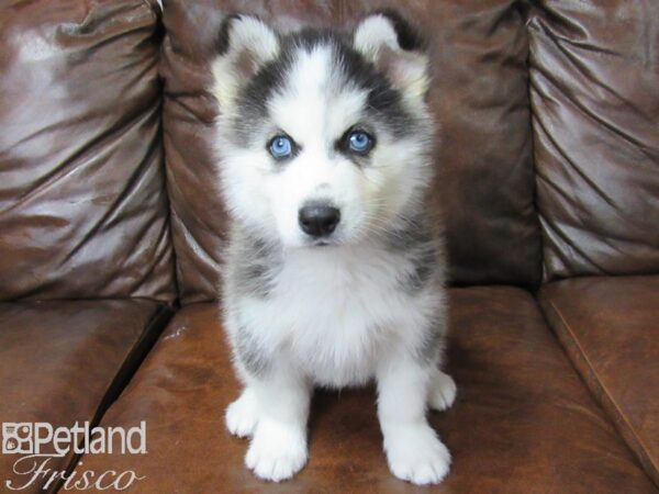 Siberian Husky DOG Male Black & White 25358 Petland Frisco, Texas