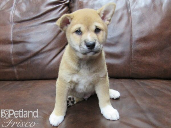 Shiba Inu-DOG-Male-Red and White-25353-Petland Frisco & Mckinney, Texas