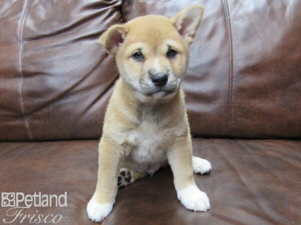 Shiba Inu DOG Male Red and White 25353 Petland Frisco, Texas