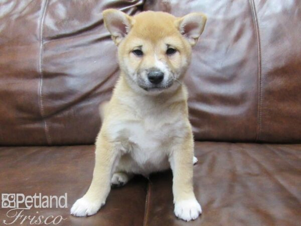 Shiba Inu DOG Male Red and White 25352 Petland Frisco, Texas