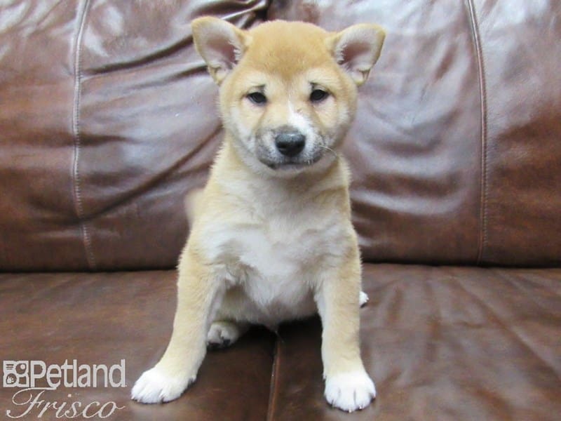 Shiba Inu-DOG-Male-Red and White-2695426-Petland Frisco, Texas
