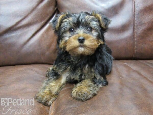 Yorkshire Terrier DOG Male Black and Tan 25351 Petland Frisco, Texas